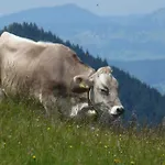 Oyer Hof - Selbst Service Hotel Oy-Mittelberg